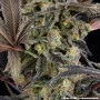 Семена конопли Zoap от Barney's Farm