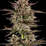 Насіння конопель Frosted Zinn Auto x 3 Bears Auto від Barney's Farm