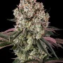 Семена конопли Glookies от Barney's Farm