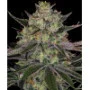 Cannabis seeds Gorilla Zkittlez from Barney's Farm
