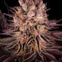 Cannabis seeds Mimosa x Orange Punch from Barney's Farm