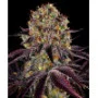 Cannabis seeds Runtz x Layer Cake from Barney's Farm