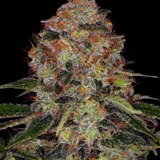 Shiskaberry