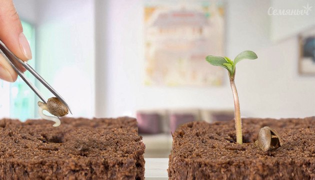 Как пересадить марихуану плантация конопли в гта 5