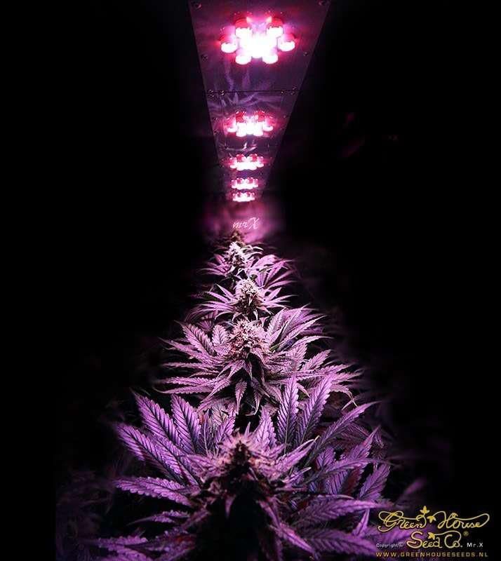 марихуана под led