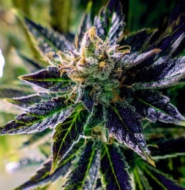 Мощный сорта марихуаны растение который похож на марихуану