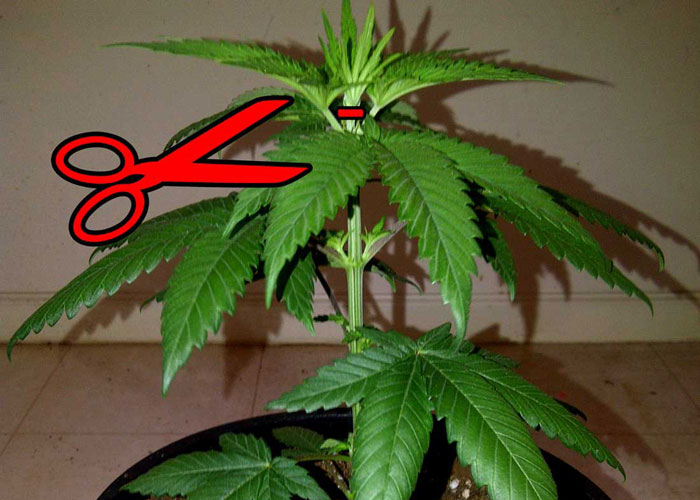 Как обрезать листья марихуаны бабуся марихуана
