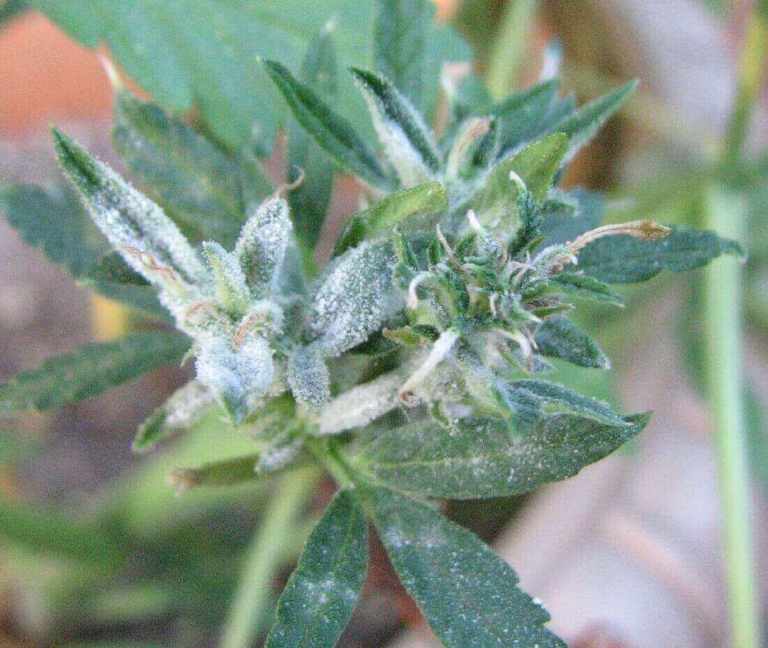 Конопля с плесенью производитель семян марихуаны