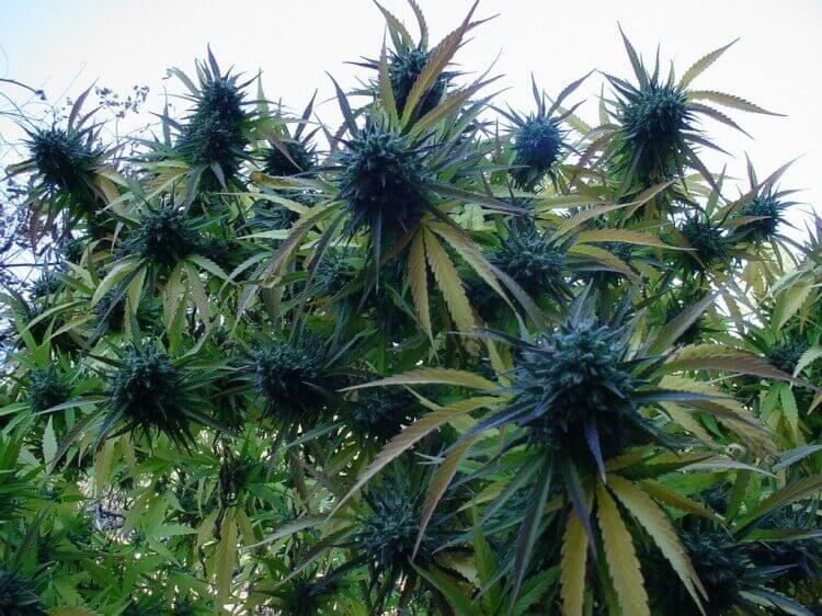 цветения марихуаны