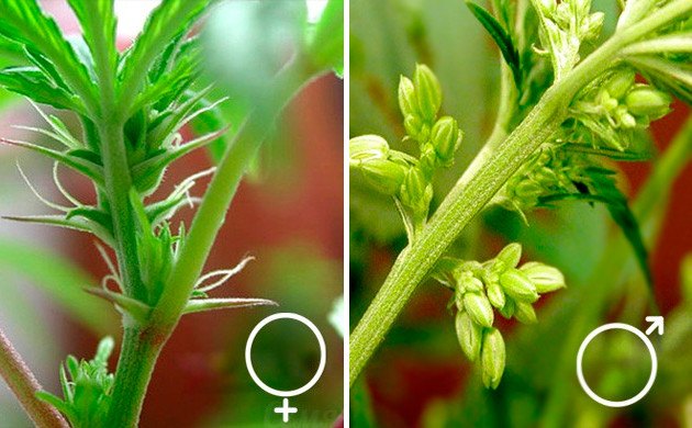 Как различить семена конопли бошки марихуаны фото