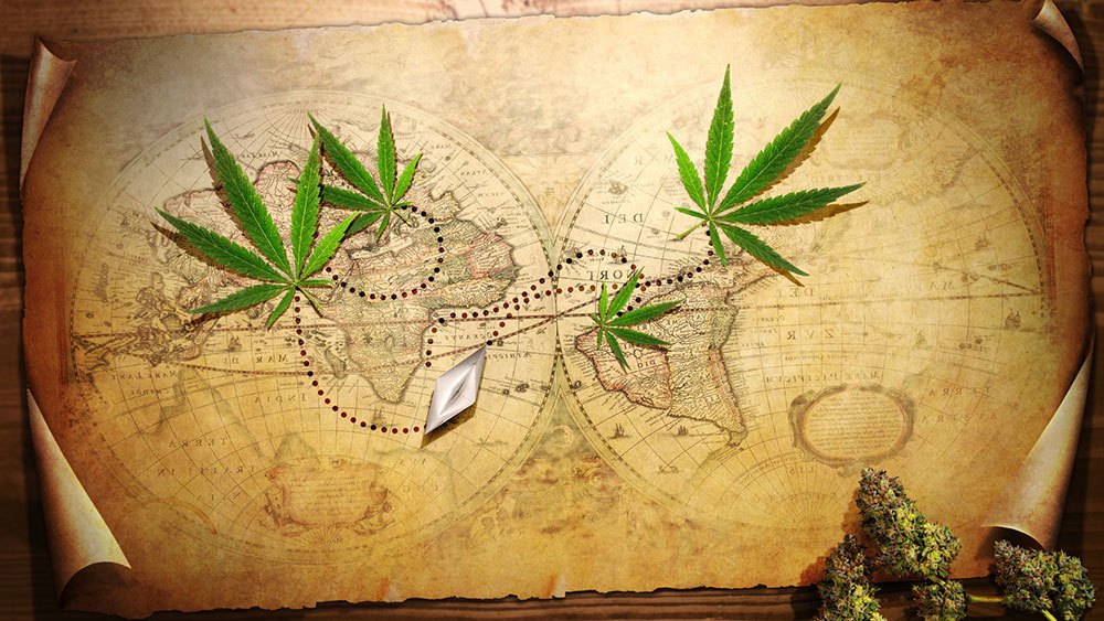 Происхождение растения конопля откуда появилась марихуана