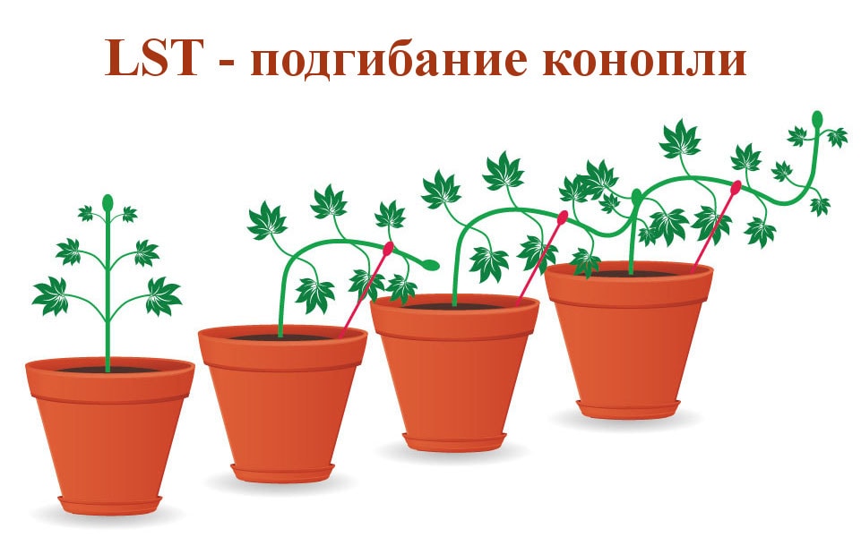 Подгибание марихуаны выращивание марихуаны в украине закон