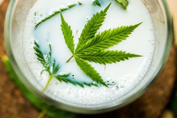 Молоко марихуаны рецепт