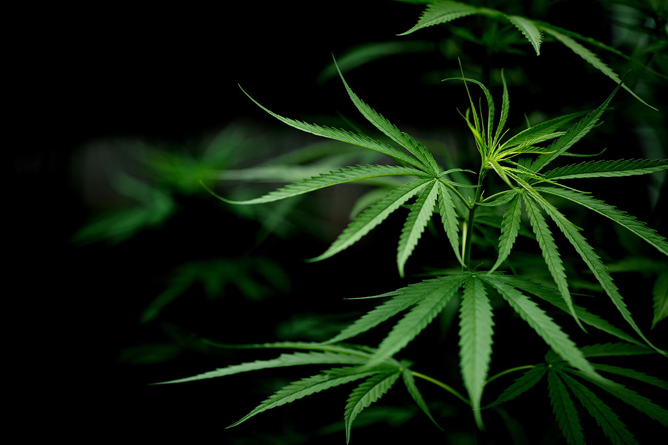 Запрещено ли выращивать коноплю дома закон марихуана в моче выводится через