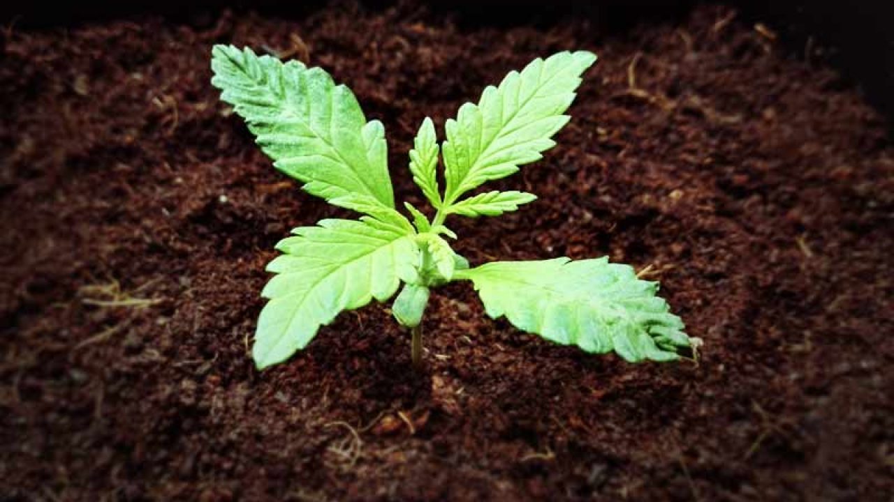 Выращивание марихуаны на почве сделать химку из конопли видео