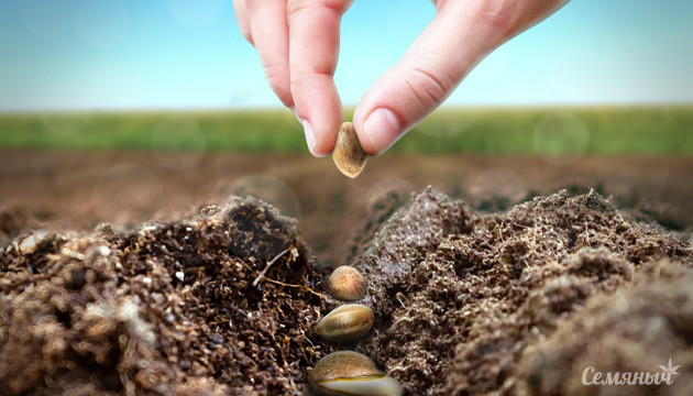 как высаживать семена конопли