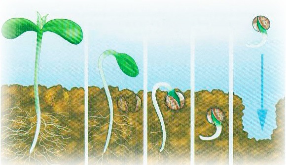 как сажать семена гидропоники
